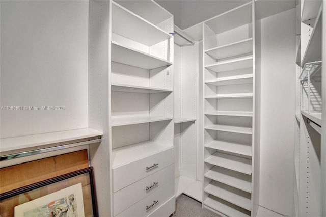 spacious closet featuring carpet