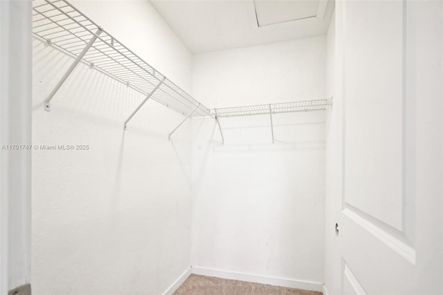 spacious closet featuring carpet floors