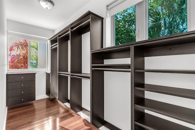 walk in closet with dark hardwood / wood-style floors