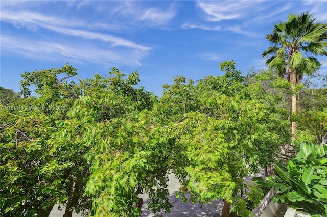 view of local wilderness