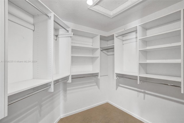 walk in closet with carpet flooring