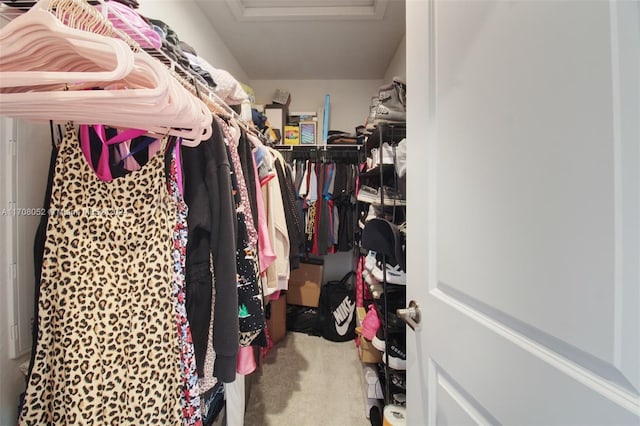 spacious closet featuring carpet flooring