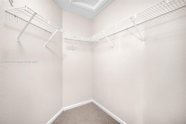 walk in closet with carpet flooring