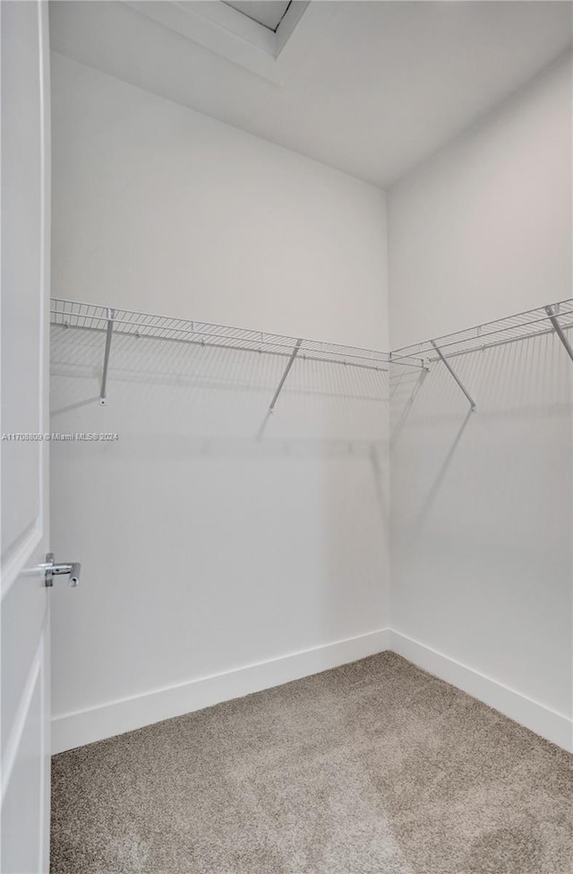 spacious closet featuring carpet flooring