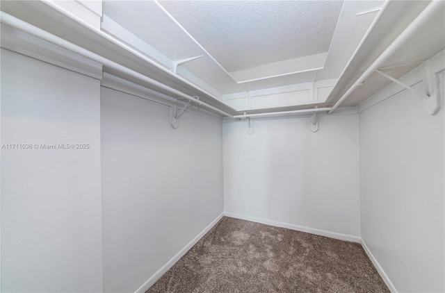 spacious closet featuring carpet flooring