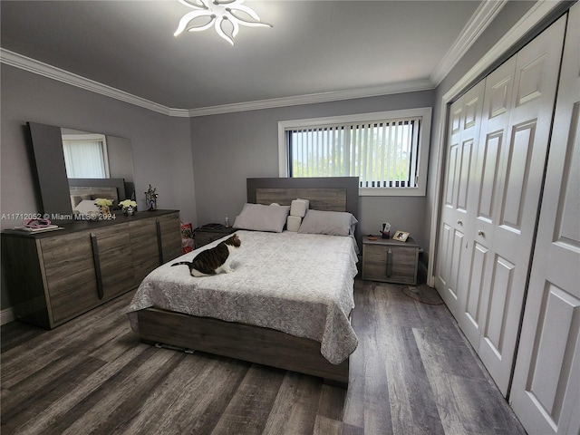 bedroom featuring a closet, dark hardwood / wood-style flooring, a notable chandelier, and ornamental molding