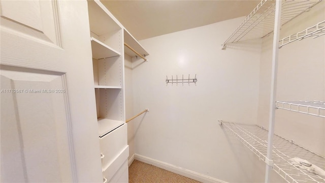 spacious closet featuring carpet floors