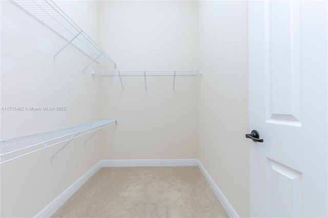 walk in closet with carpet flooring