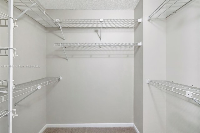 spacious closet featuring carpet