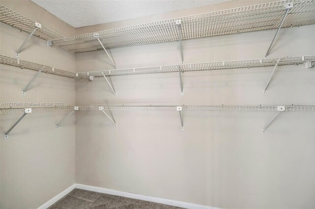 walk in closet featuring carpet flooring