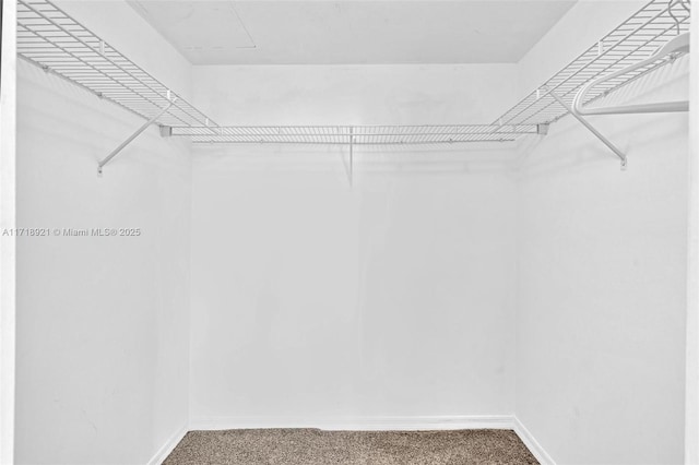 spacious closet with carpet