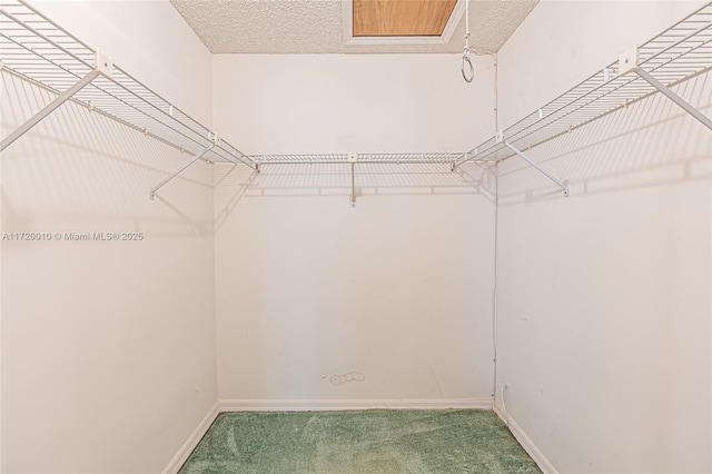 walk in closet with carpet flooring