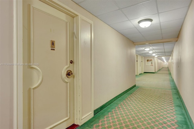 corridor featuring a drop ceiling and carpet floors