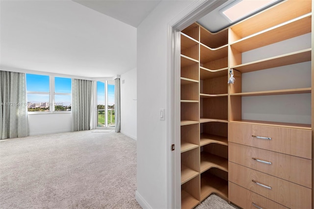 spacious closet with carpet