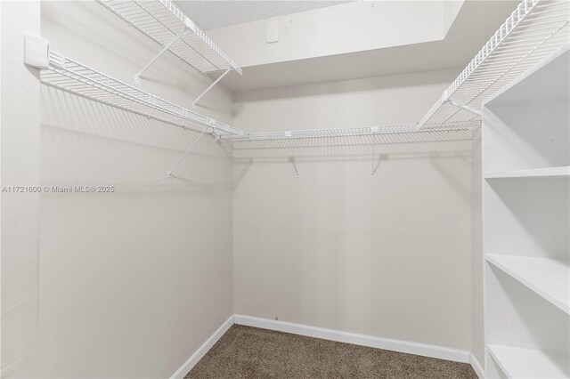 spacious closet featuring carpet flooring