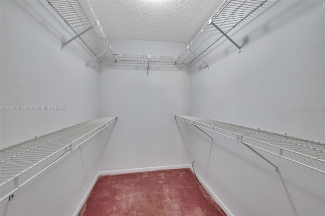 spacious closet featuring carpet floors