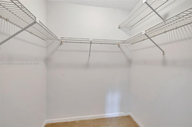 spacious closet featuring carpet