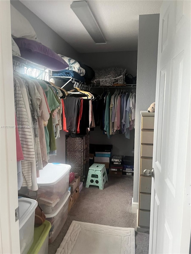 walk in closet featuring carpet floors