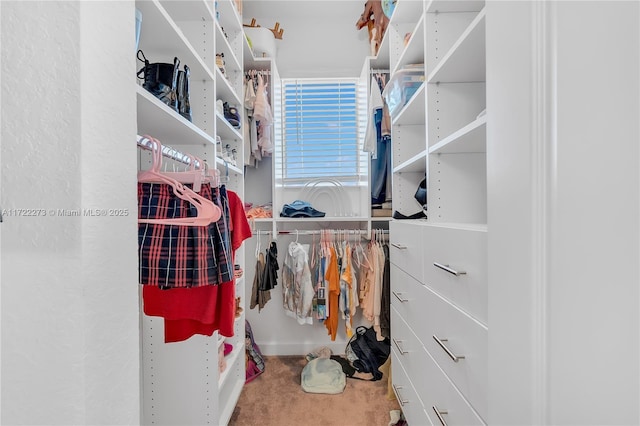 walk in closet featuring carpet flooring