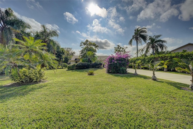 view of yard featuring driveway