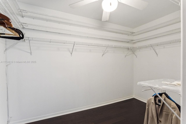 walk in closet featuring ceiling fan and hardwood / wood-style flooring