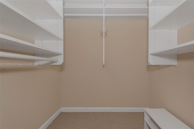 spacious closet featuring carpet floors