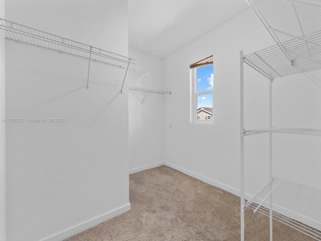 spacious closet featuring carpet flooring