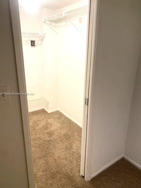 spacious closet featuring carpet flooring