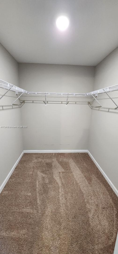 walk in closet with carpet floors