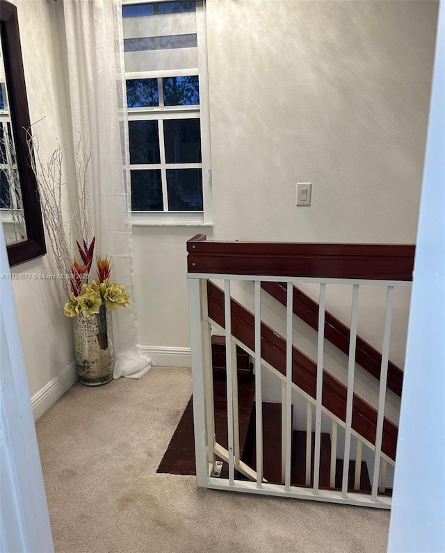 staircase featuring carpet floors