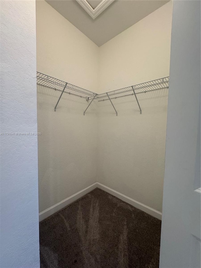 walk in closet featuring carpet floors