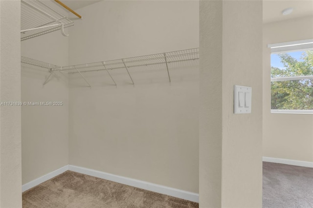 spacious closet with carpet