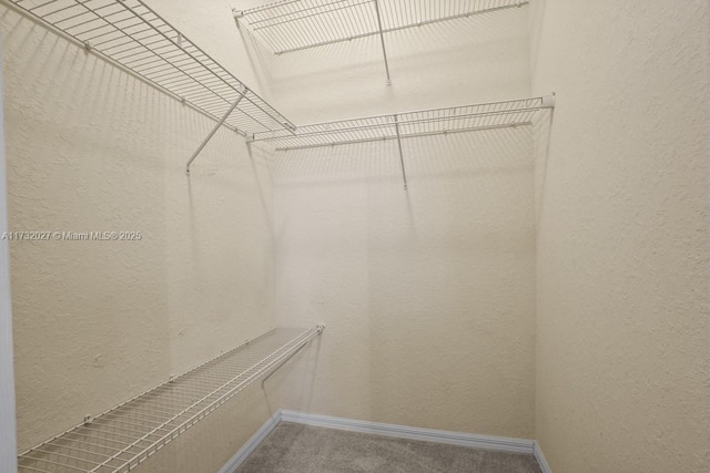 spacious closet featuring carpet