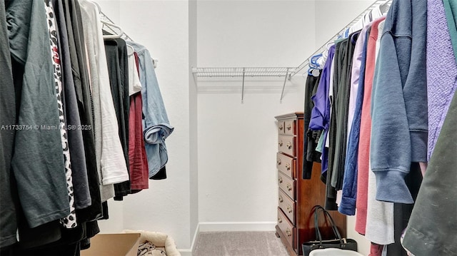 spacious closet featuring carpet floors