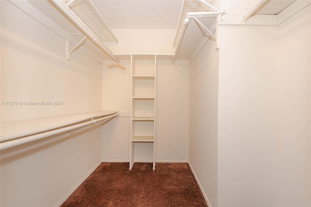 walk in closet featuring dark colored carpet