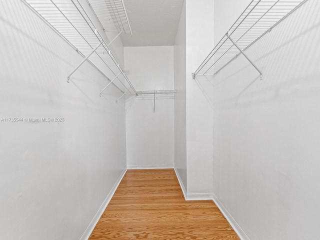 15804 SW 99th Ter, Miami, FL 33196 - walk in closet with light wood-type flooring