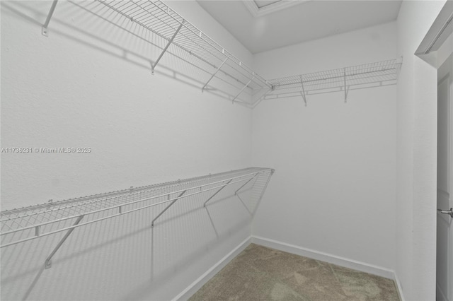 spacious closet featuring carpet