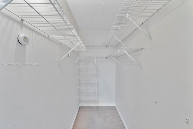 spacious closet with carpet floors