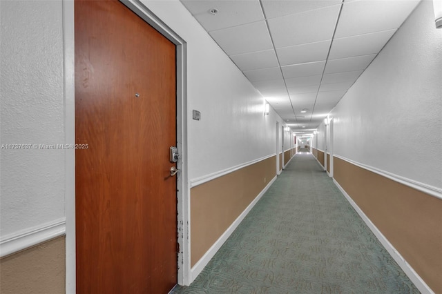 hall featuring carpet and a paneled ceiling