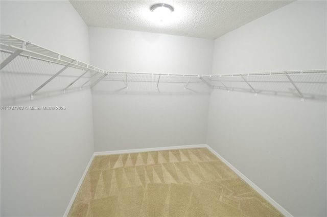 walk in closet featuring carpet floors