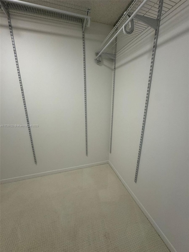 spacious closet featuring carpet