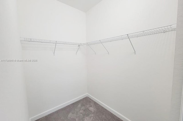 spacious closet featuring carpet