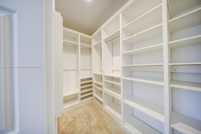 spacious closet featuring carpet