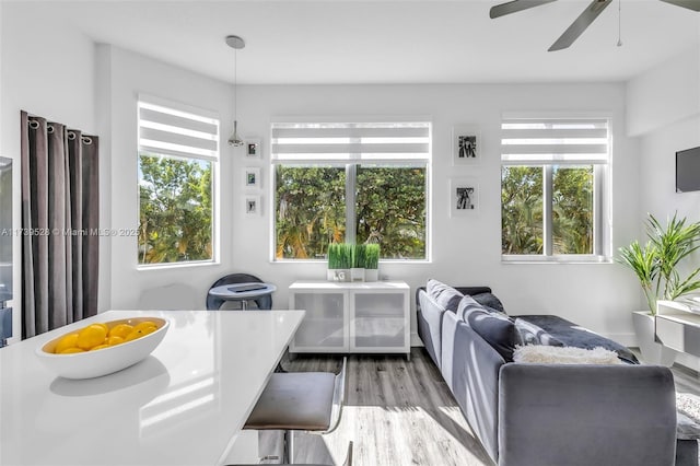 living room with ceiling fan and hardwood / wood-style floors