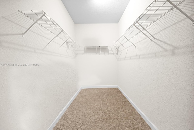 spacious closet featuring carpet floors