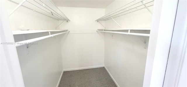 walk in closet with carpet flooring