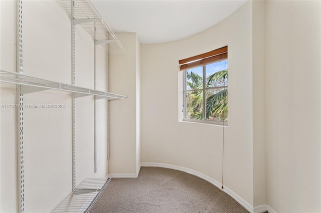 spacious closet featuring carpet