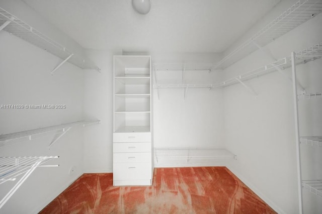 walk in closet featuring carpet flooring