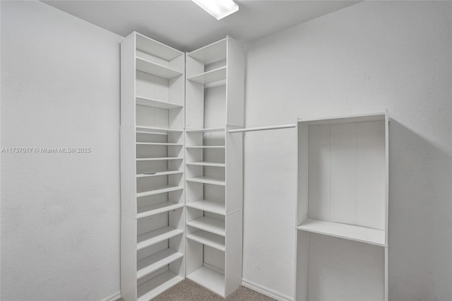 spacious closet featuring carpet floors