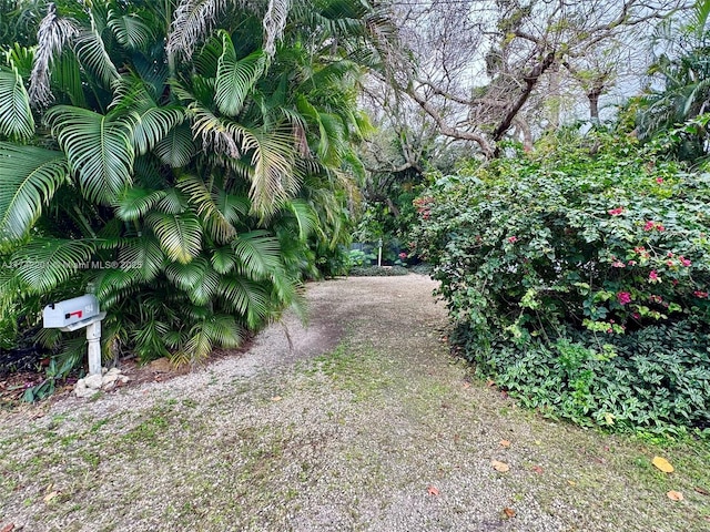 view of yard featuring driveway